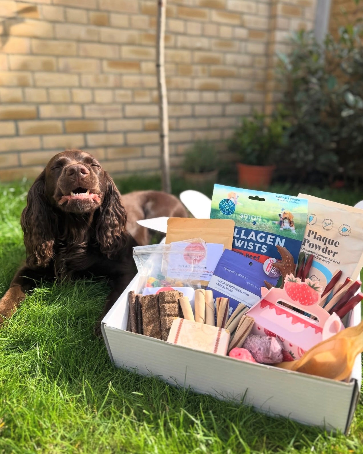 Bargain Bundle (up to 50% for free!) - Treats Galore