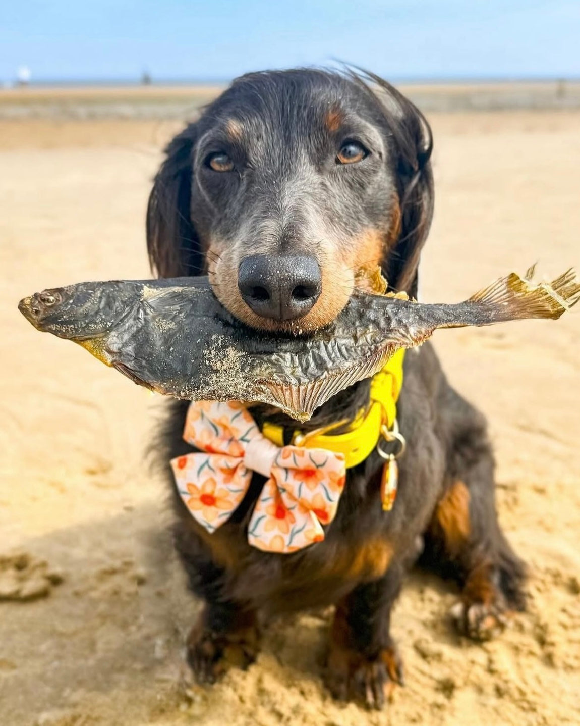 Lucky Dip - Natural Treat