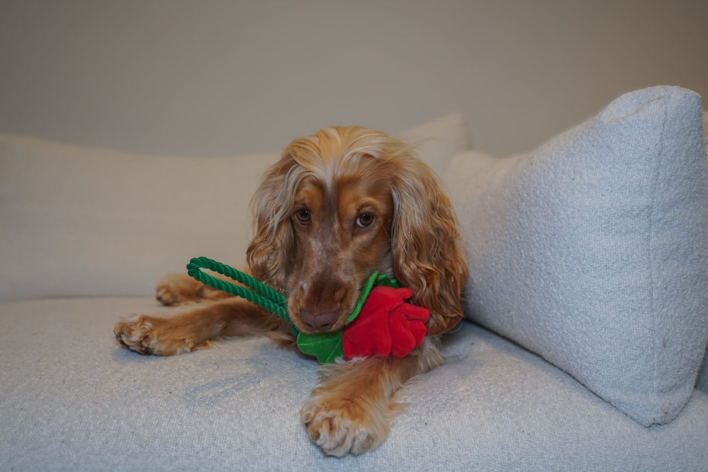 Scarlet Rose Plush & Rope Toy