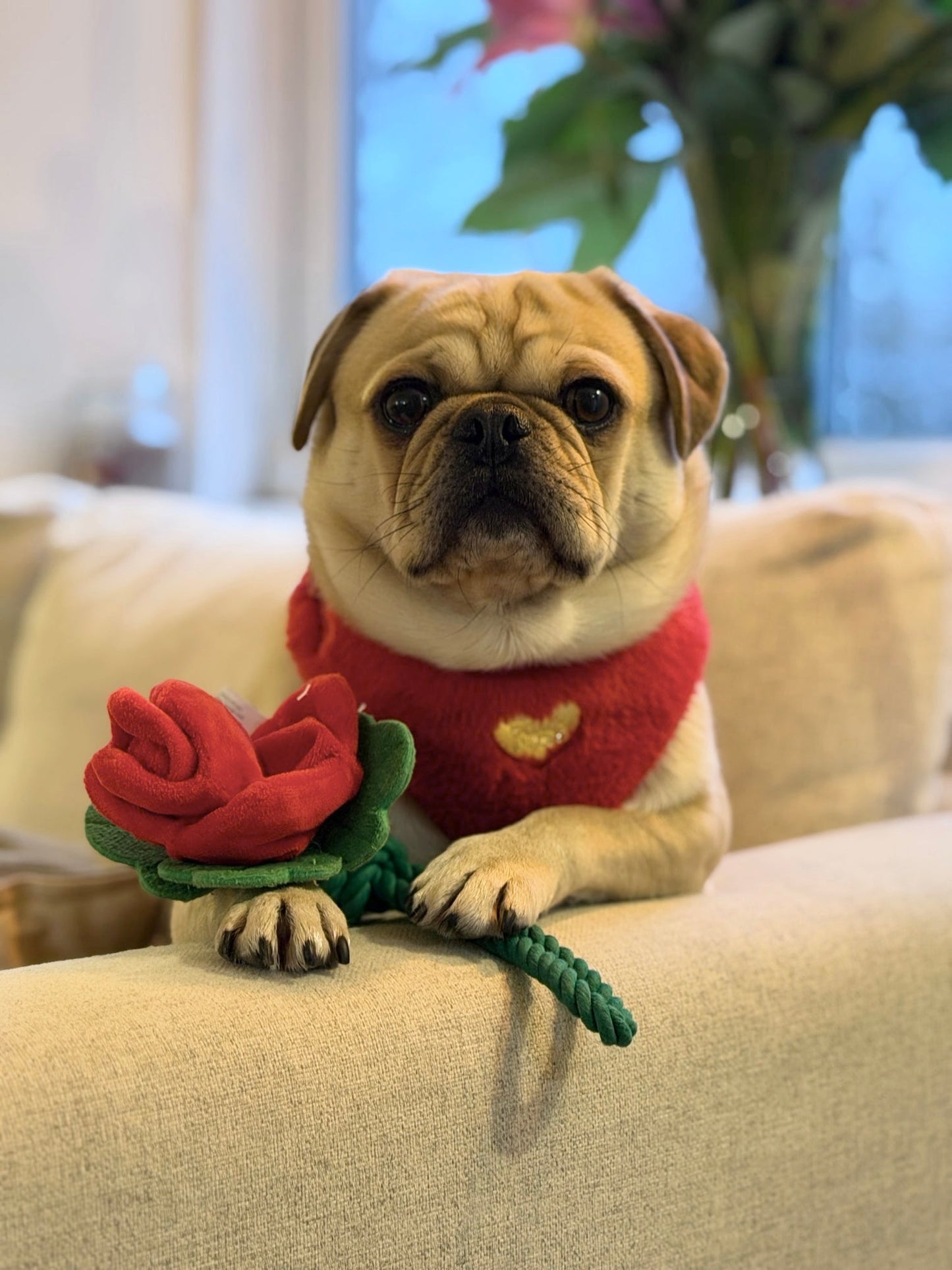 Scarlet Rose Plush & Rope Toy