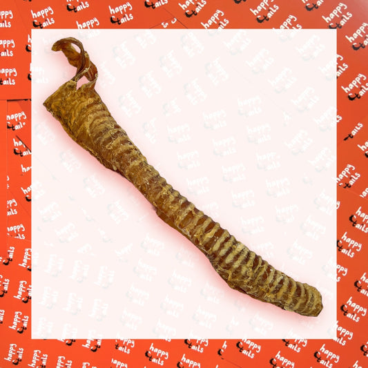 25-40cm Large Trachea