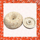 Pure Collagen Large Bagels